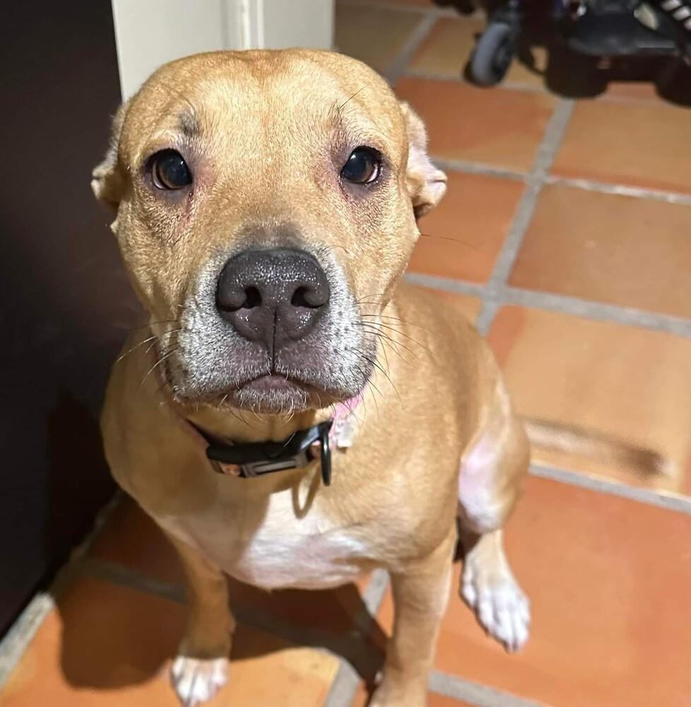 Enlarge Sadie, a Adoptable mixed breed in Wendell, NC image 4/5