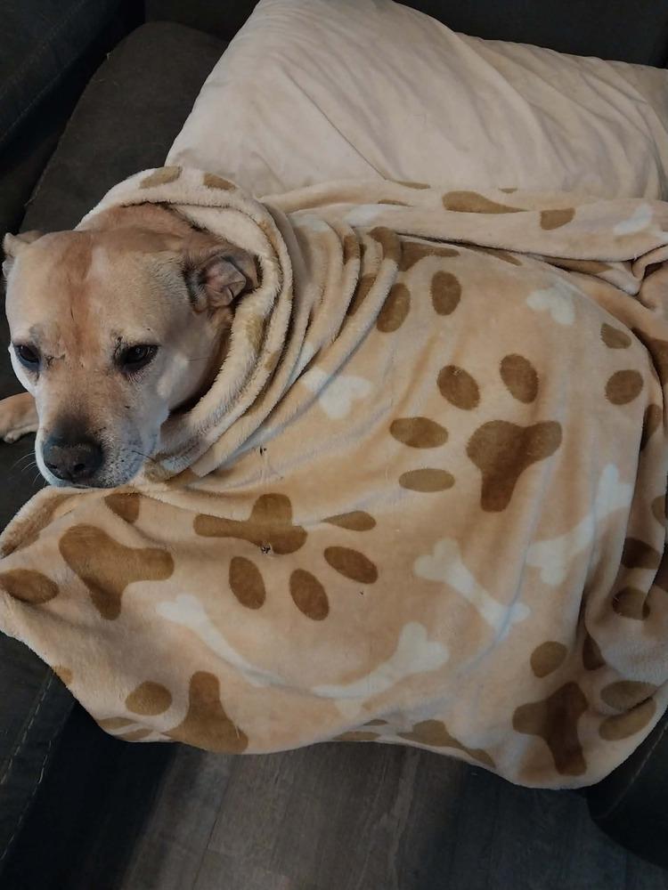 Enlarge Sadie, a Adoptable mixed breed in Wendell, NC image 3/5