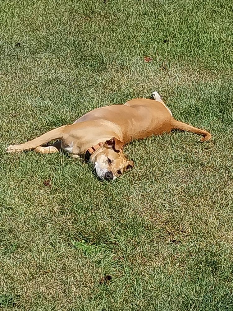 Enlarge Sadie, a Adoptable mixed breed in Wendell, NC image 5/5