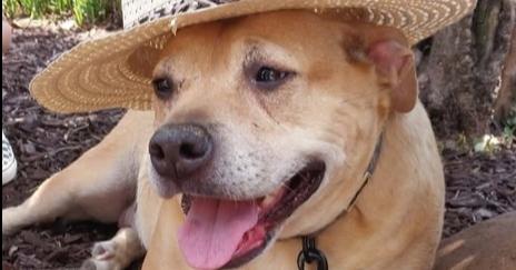 Enlarge Sadie, a Adoptable mixed breed in Wendell, NC image 5/5