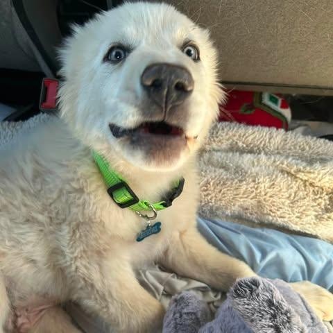 Enlarge Nimbus, a ADOPTABLE Great Pyrenees in Mesa, AZ image 4/4