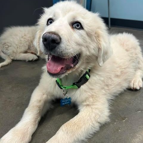 Enlarge Nimbus, a ADOPTABLE Great Pyrenees in Mesa, AZ image 2/4