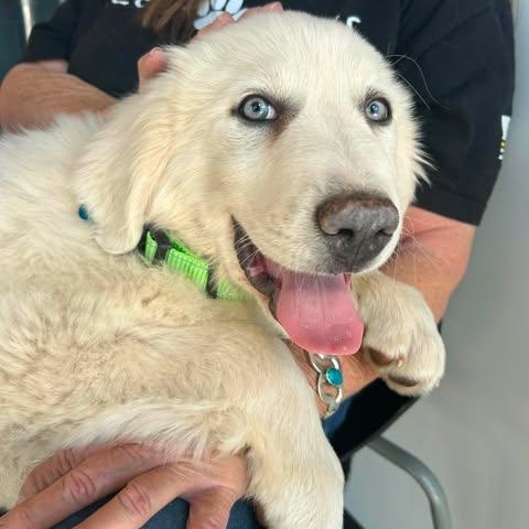 Enlarge Nimbus, a ADOPTABLE Great Pyrenees in Mesa, AZ image 3/4