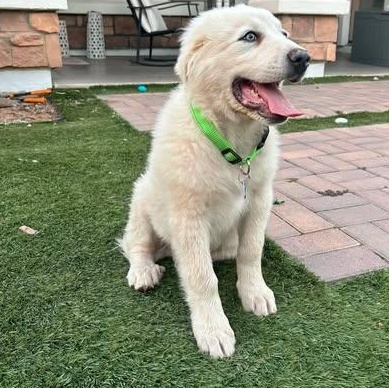 Nimbus, ADOPTABLE, Puppy Male Great Pyrenees.