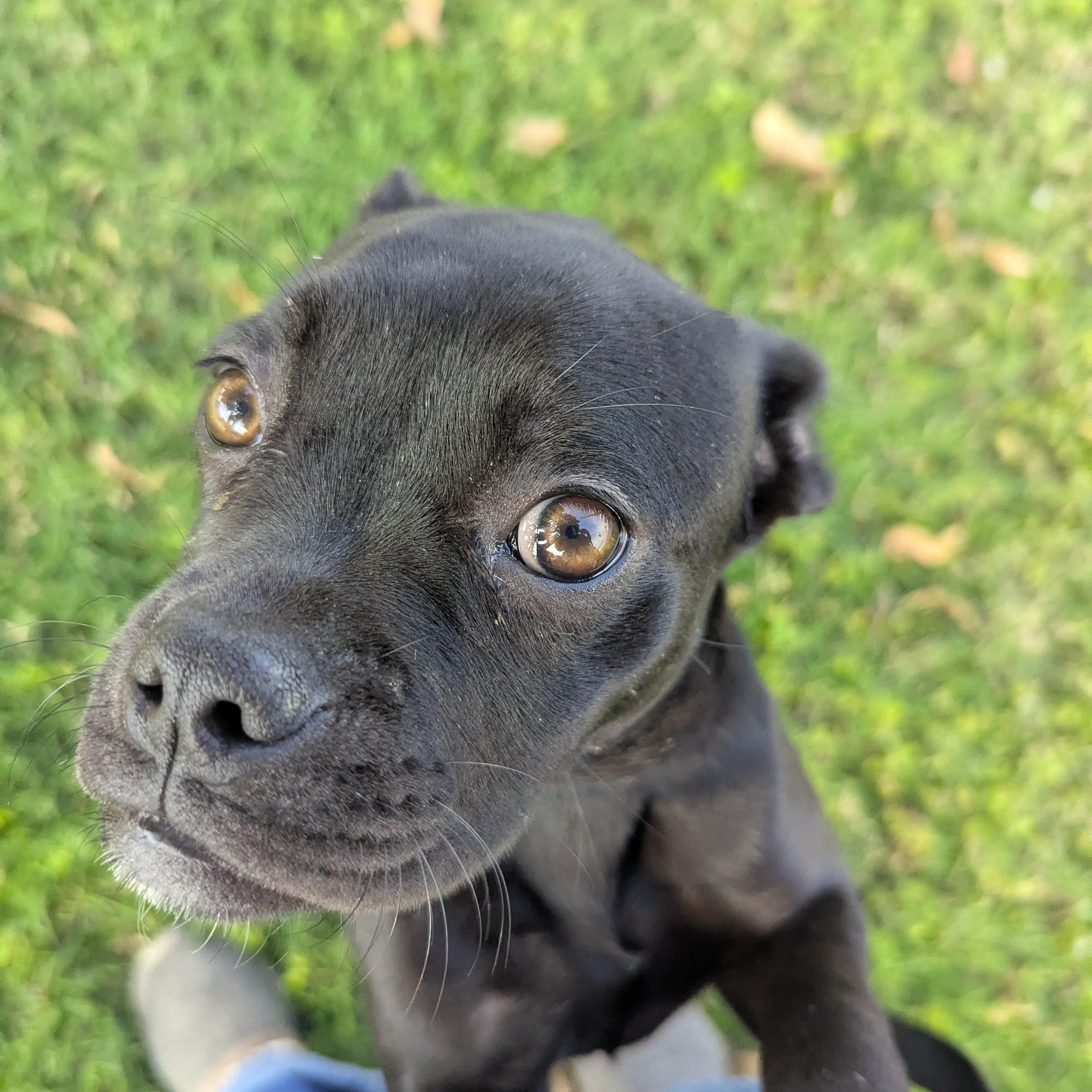 Enlarge Lisa, a Adoptable mixed breed in Portland, OR image 2/6
