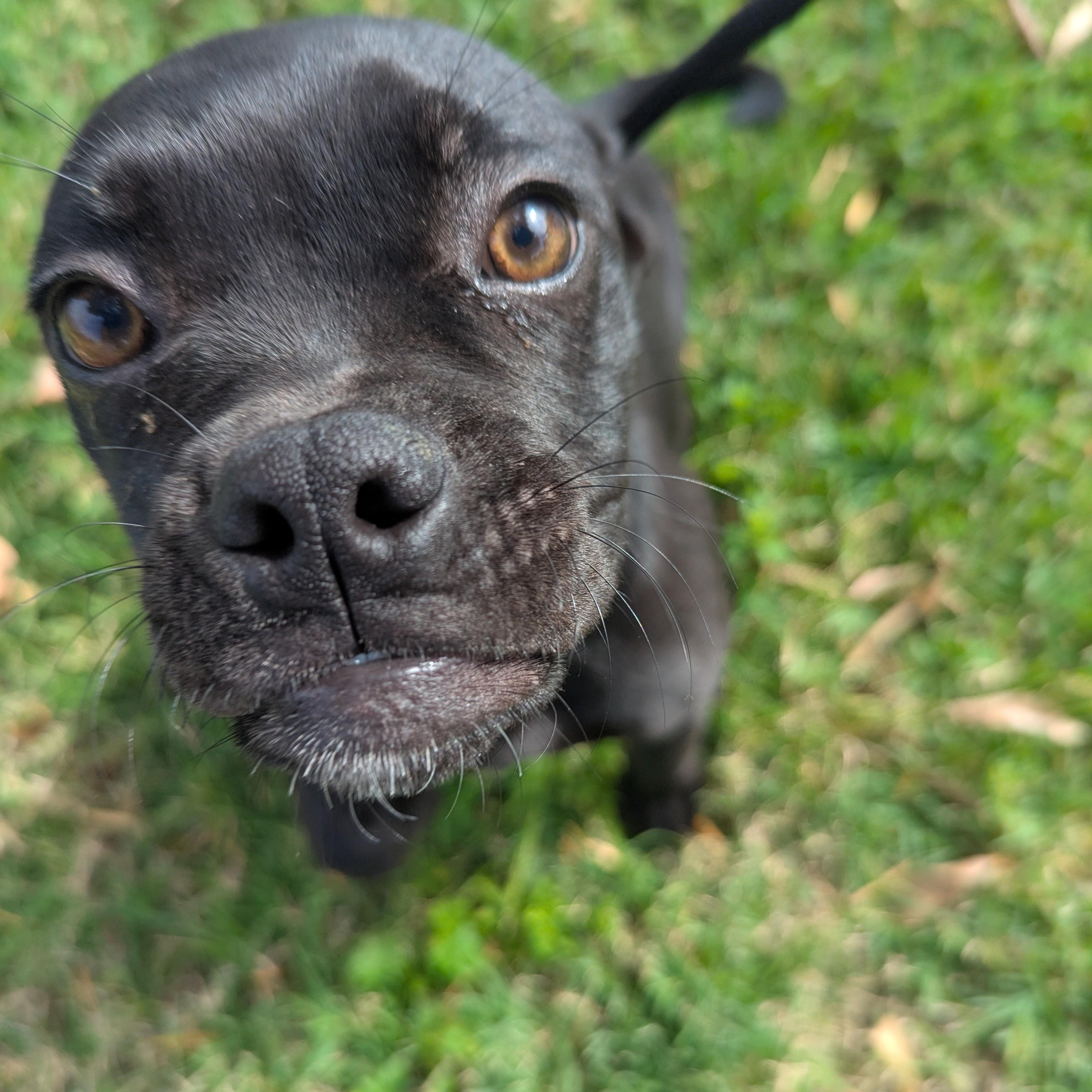 Enlarge Lisa, a Adoptable mixed breed in Portland, OR image 4/6