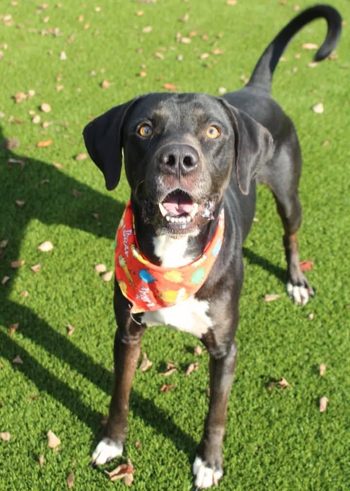 Ty - big lovable guy, a Adoptable mixed breed in Albany, NY image 3/6