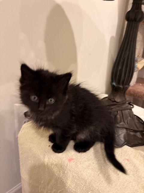 Enlarge Cubby Bear, a Adopted Domestic Short Hair in Herndon, VA image 1/2