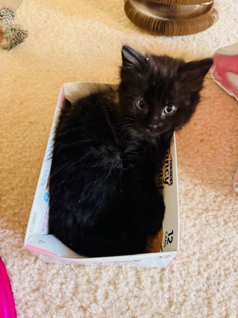 Enlarge Cubby Bear, a Adopted Domestic Short Hair in Herndon, VA image 2/2