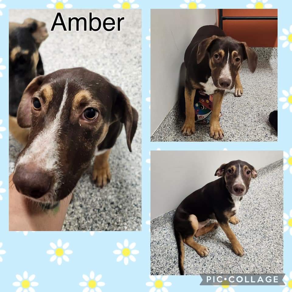 Enlarge Amber, a Adopted Terrier in Converse, TX image 1/1