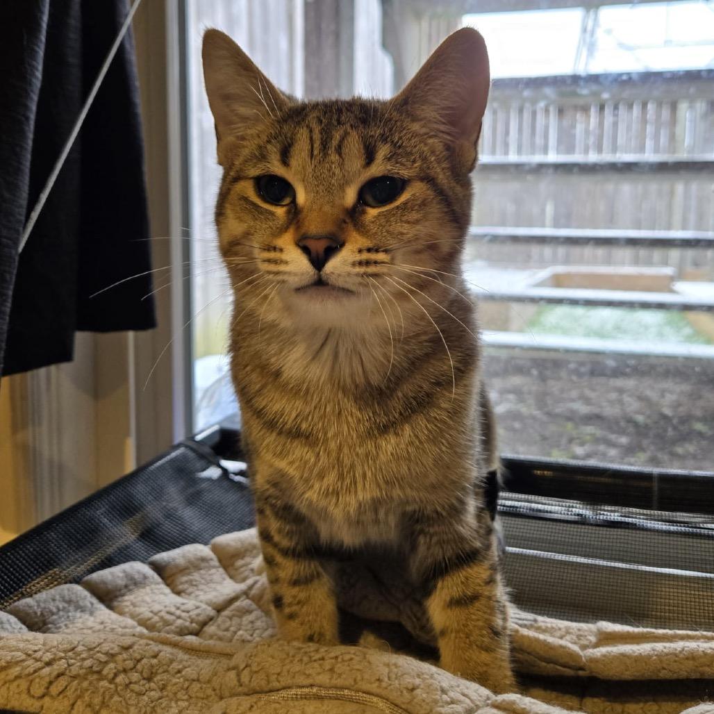 Darcy (green collar), a Adoptable Domestic Short Hair in Puslinch, ON image 1/6