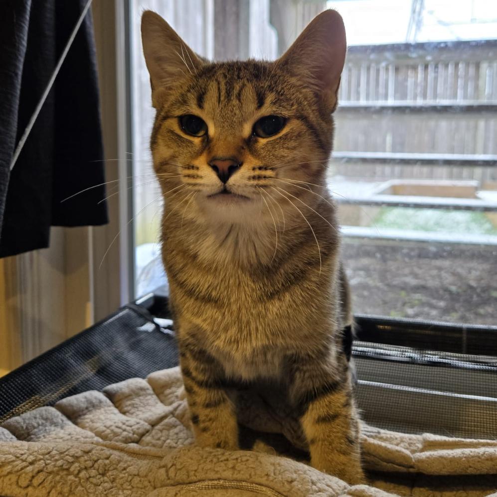 Darcy (green collar), a Adoptable Domestic Short Hair in Puslinch, ON image 3/6