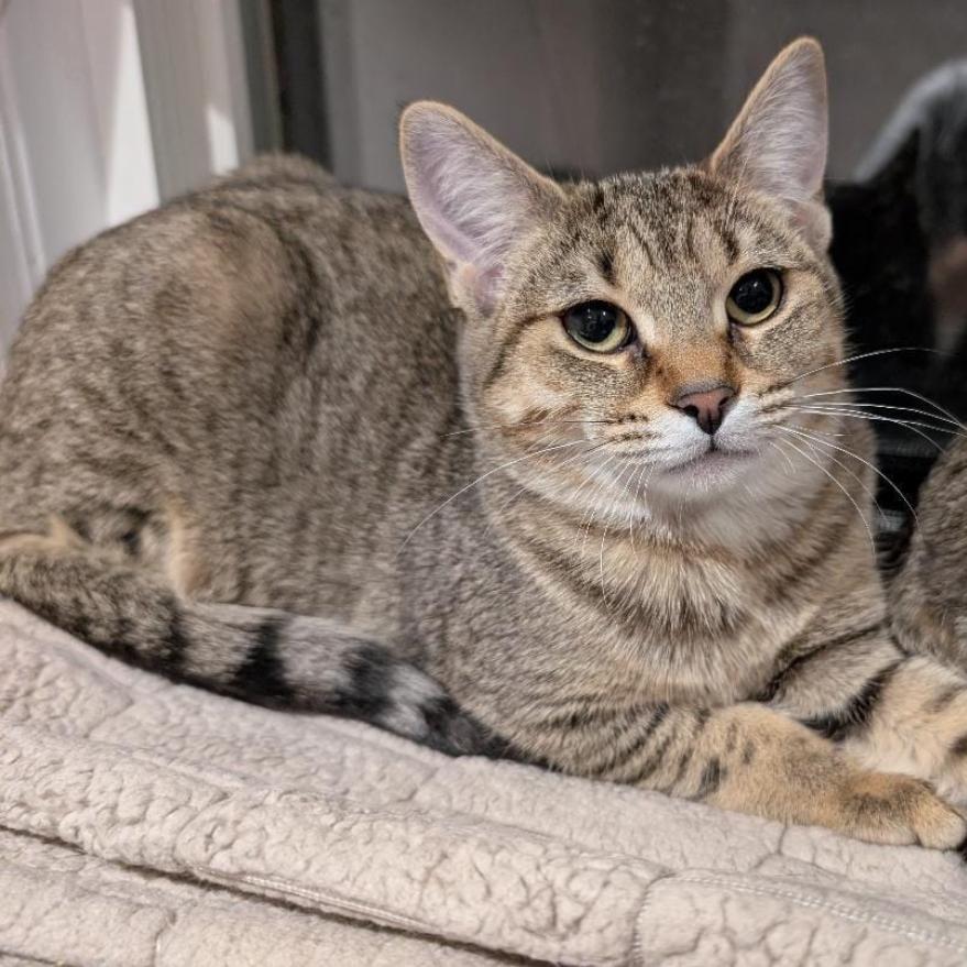 Enlarge Darcy, a Adoptable Domestic Short Hair in Puslinch, ON image 2/6