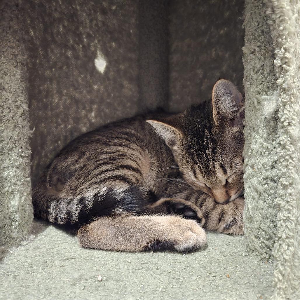 Enlarge Darcy, a Adoptable Domestic Short Hair in Puslinch, ON image 3/6