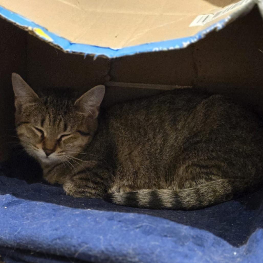 Enlarge Darcy, a Adoptable Domestic Short Hair in Puslinch, ON image 4/6