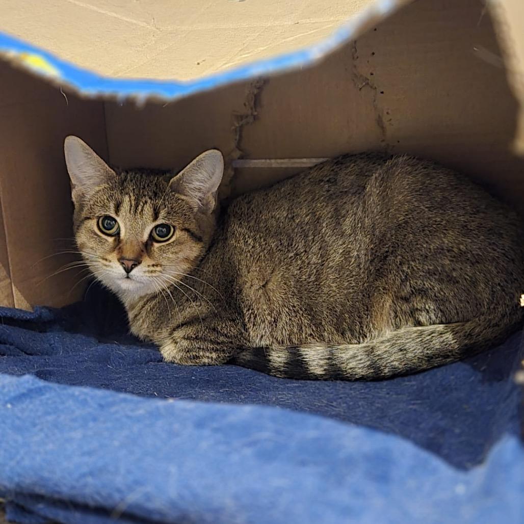 Enlarge Darcy, a Adoptable Domestic Short Hair in Puslinch, ON image 5/6