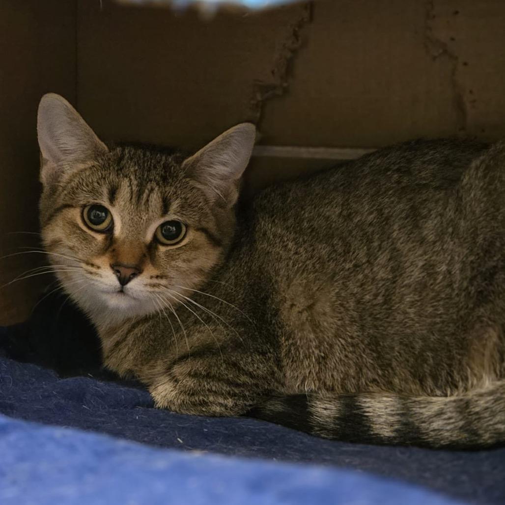 Enlarge Darcy, a Adoptable Domestic Short Hair in Puslinch, ON image 6/6