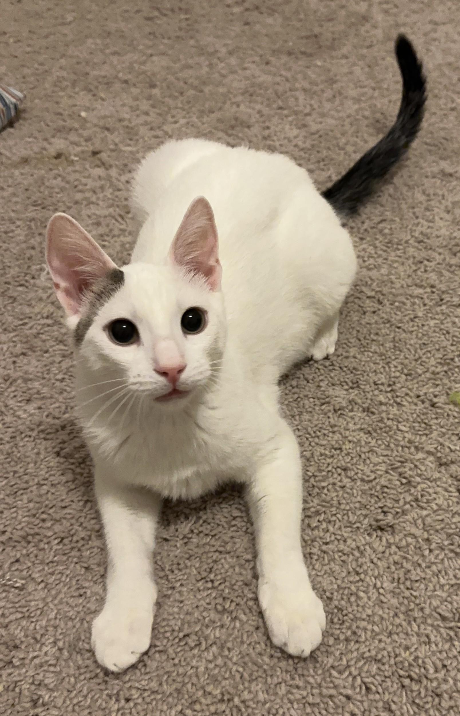 Gopher, Young Male Domestic Short Hair