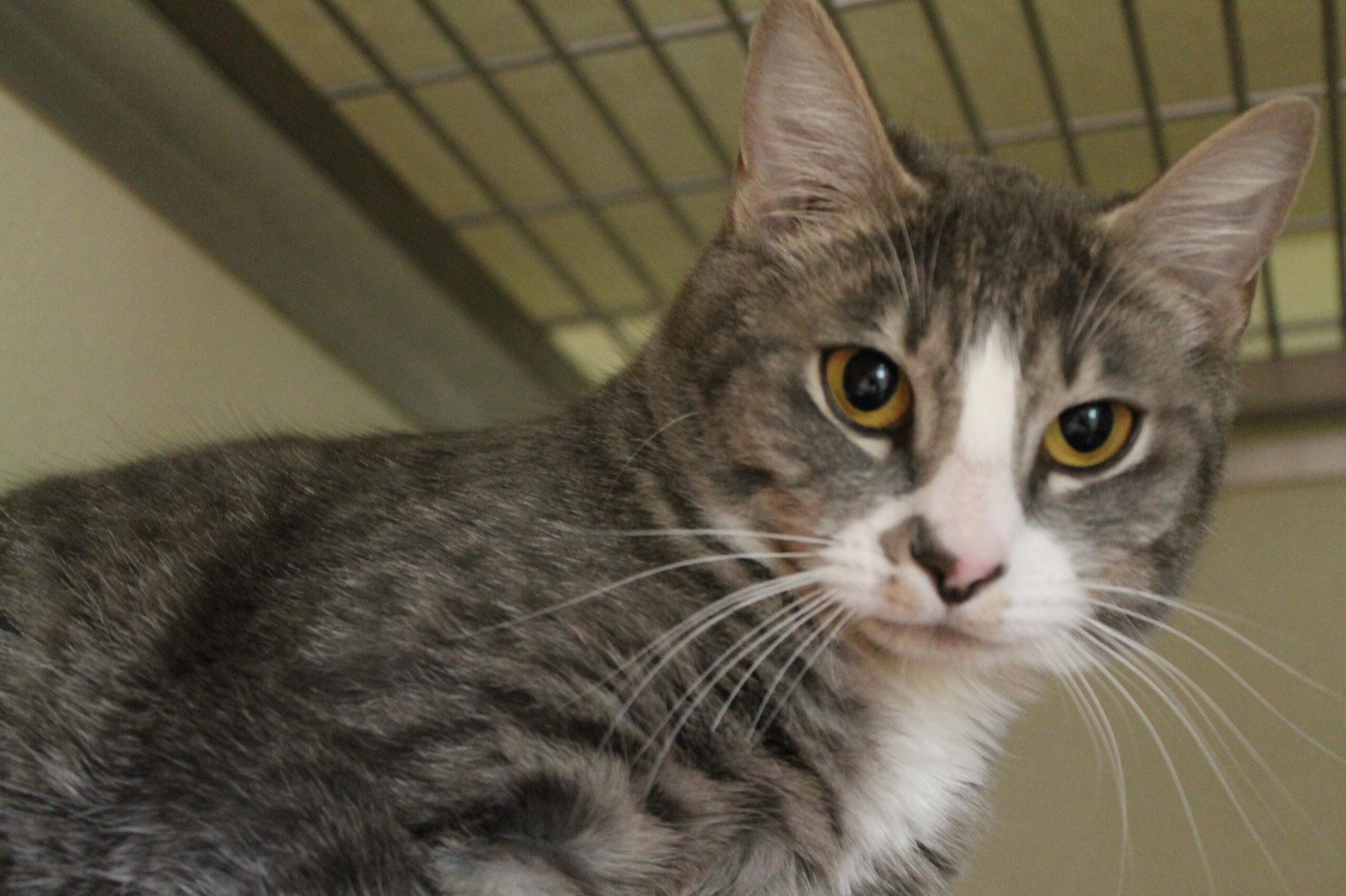 Dolly, ADOPTABLE, Young Female Domestic Short Hair.
