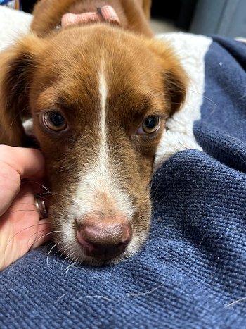 Enlarge Maggie Moo, a Adopted Spaniel in Bedford Hills, NY image 5/5