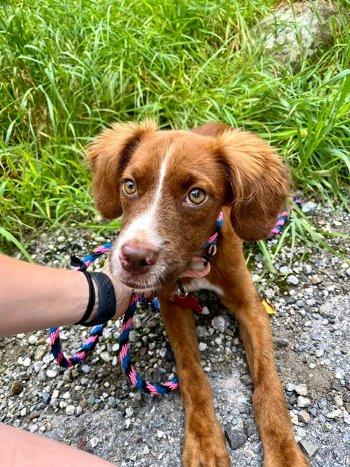 Maggie Moo, Adopted, Puppy Female Spaniel.