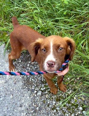 Enlarge Maggie Moo, a Adopted Spaniel in Bedford Hills, NY image 2/5