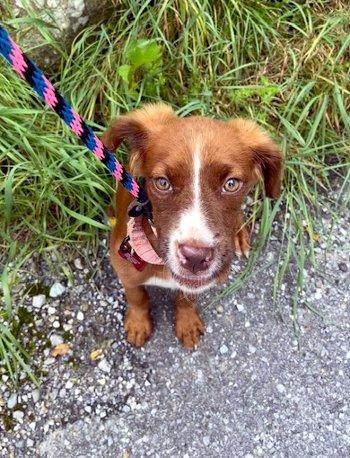Enlarge Maggie Moo, a Adopted Spaniel in Bedford Hills, NY image 3/5
