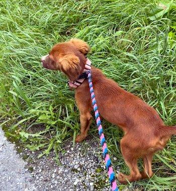 Enlarge Maggie Moo, a Adopted Spaniel in Bedford Hills, NY image 4/5