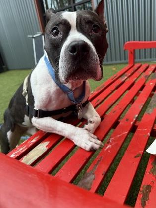 Enlarge Creed, a Adoptable mixed breed in Bellevue, WA image 1/3