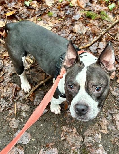 Enlarge Creed, a Adoptable mixed breed in Bellevue, WA image 2/3