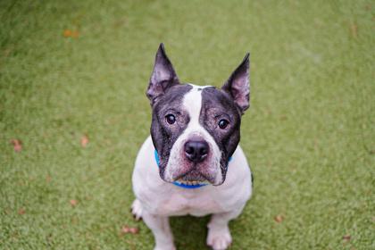 Enlarge Creed, a Adoptable mixed breed in Bellevue, WA image 3/3