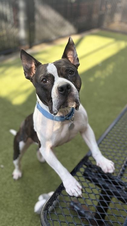 Enlarge Creed, a Adoptable mixed breed in Bellevue, WA image 4/4