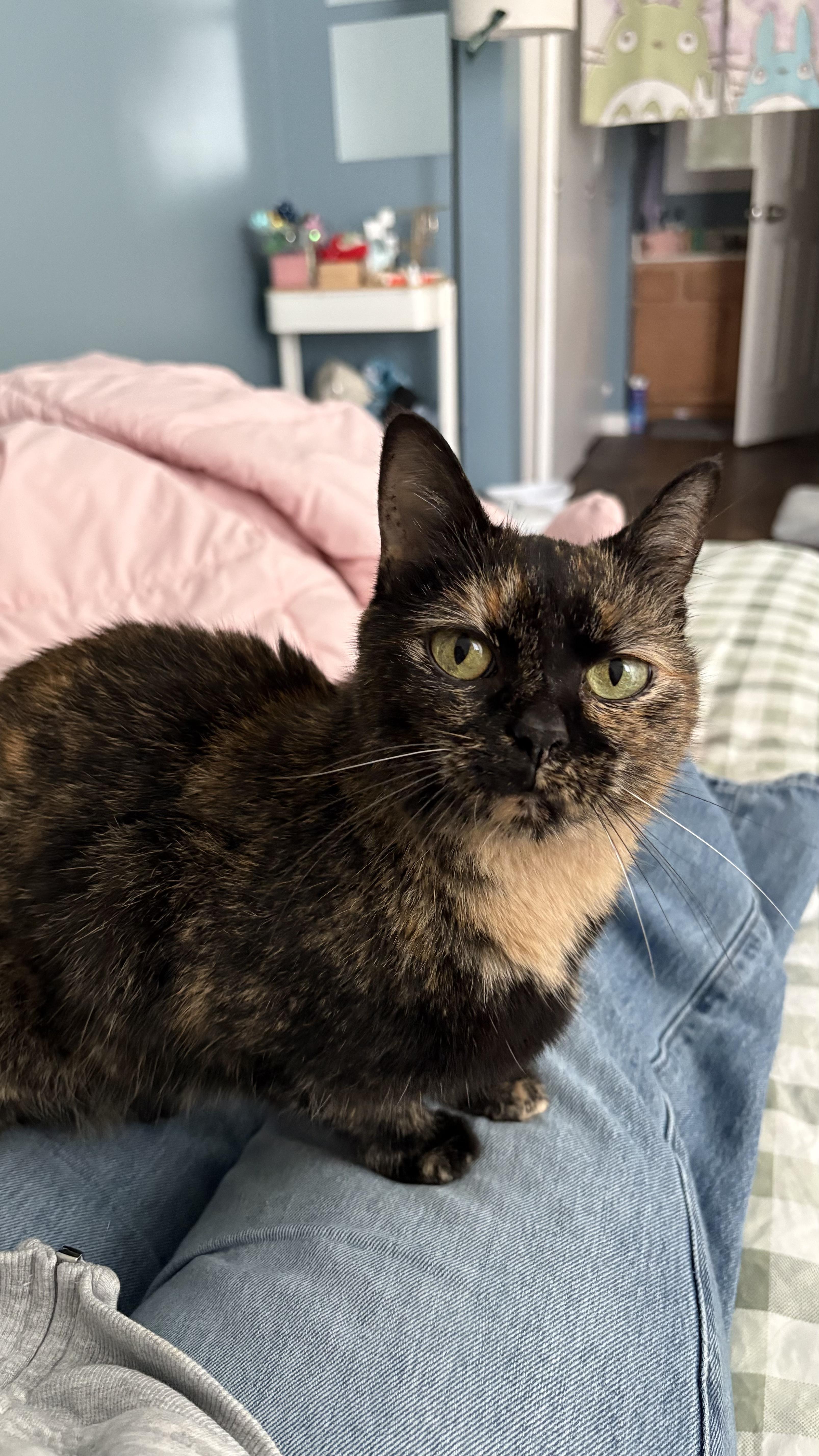 Piper, ADOPTABLE, Adult Female Tortoiseshell.
