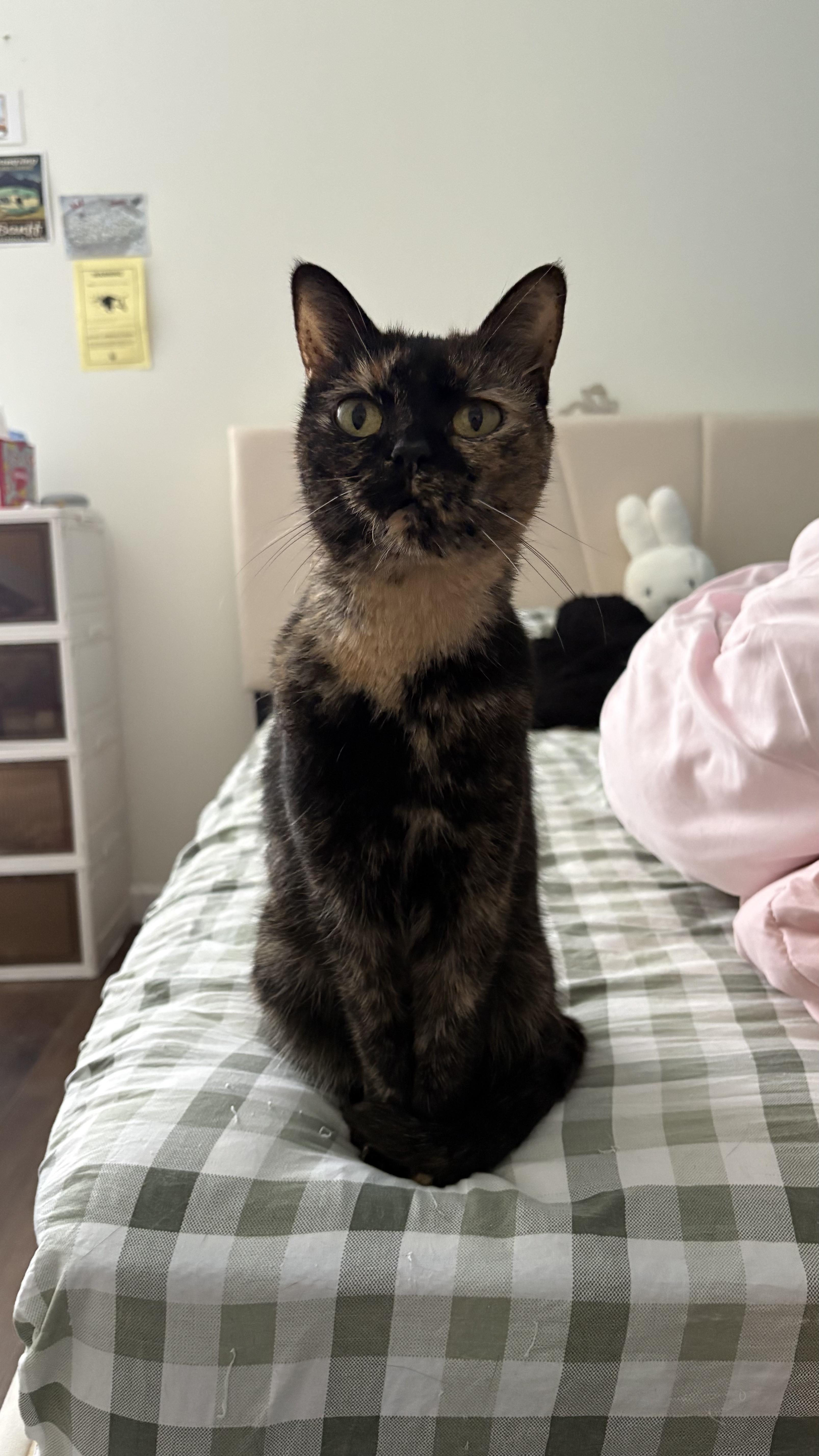 Enlarge Piper, a ADOPTABLE Tortoiseshell in Columbus, OH image 5/6