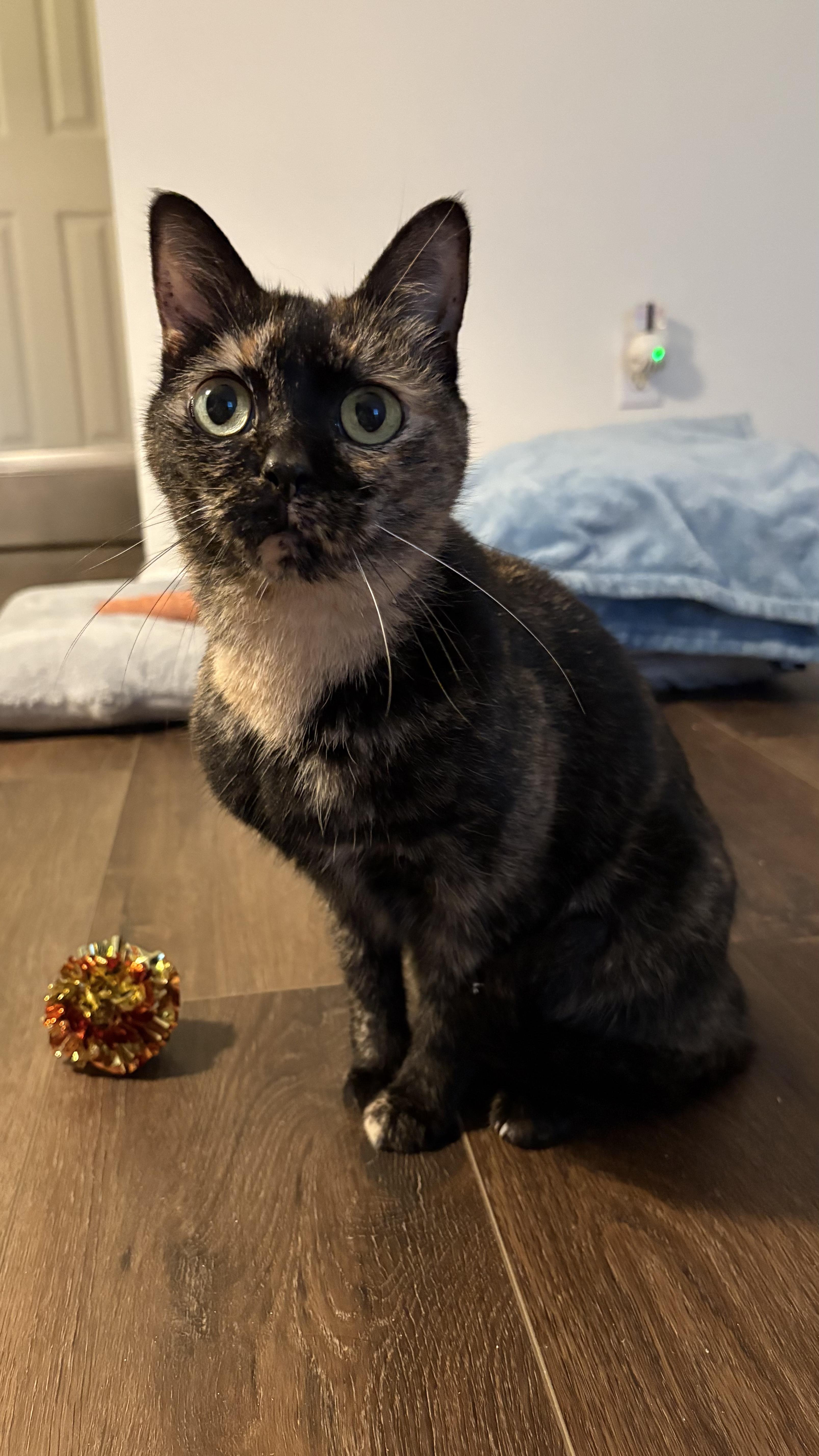 Enlarge Piper, a ADOPTABLE Tortoiseshell in Columbus, OH image 6/6