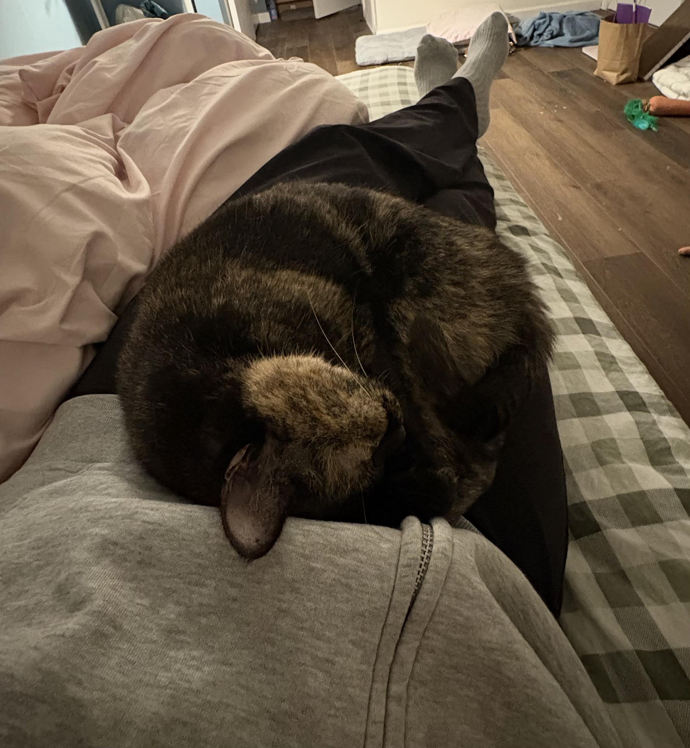 Enlarge Piper, a ADOPTABLE Tortoiseshell in Columbus, OH image 3/6