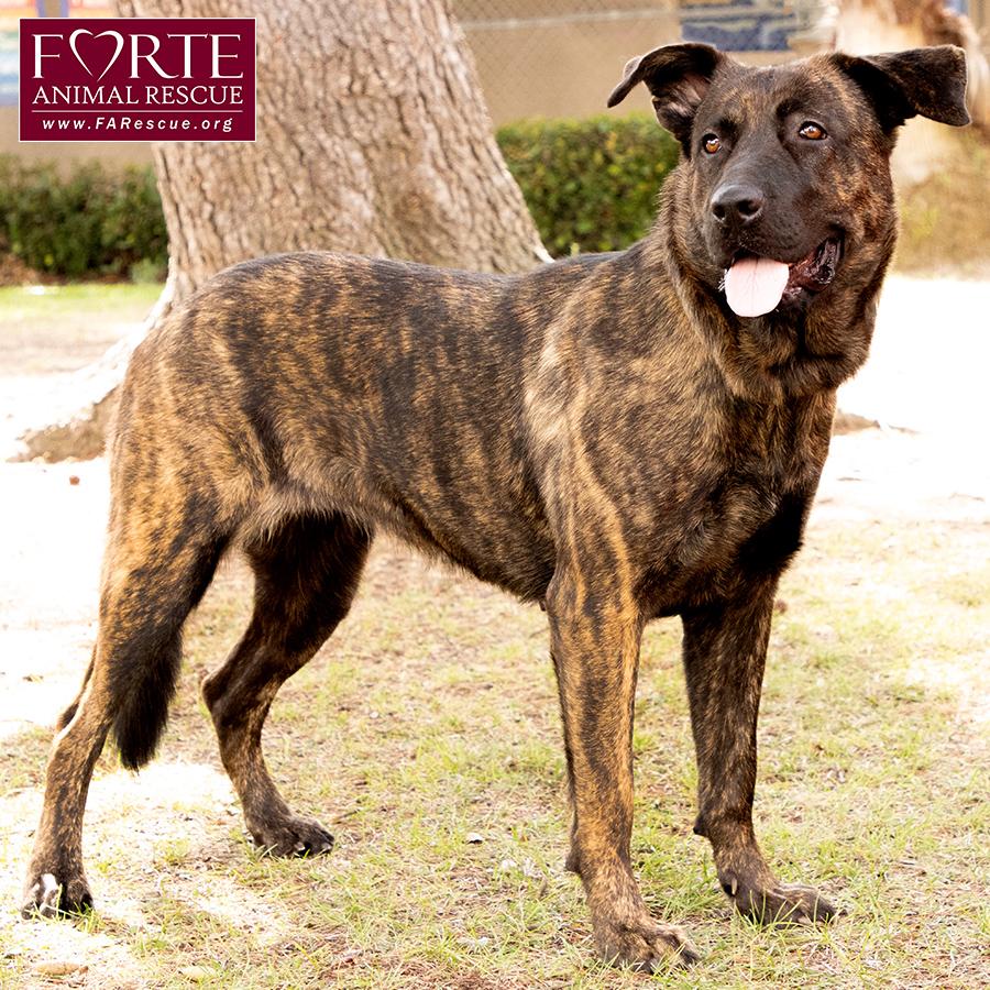 Donna, a Adoptable mixed breed in Marina Del Rey, CA image 5/6