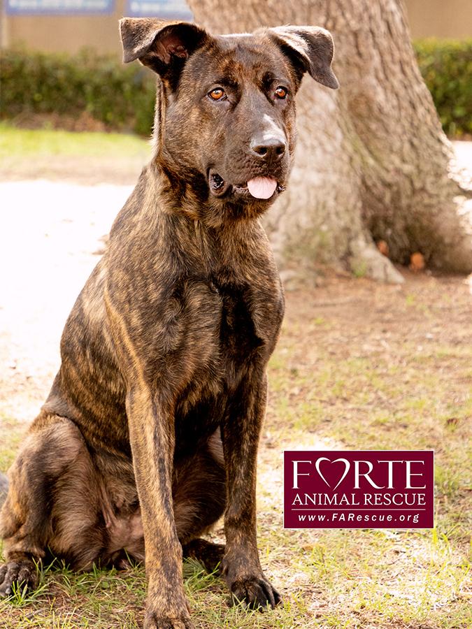 Donna, a Adoptable mixed breed in Marina Del Rey, CA image 6/6