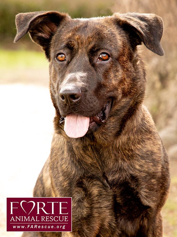 Donna, a Adoptable mixed breed in Marina Del Rey, CA image 1/6