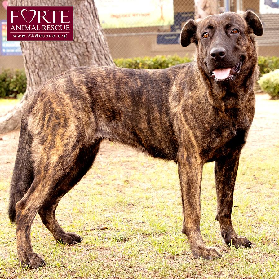 Donna, a Adoptable mixed breed in Marina Del Rey, CA image 4/6