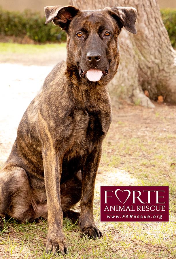 Donna, a Adoptable mixed breed in Marina Del Rey, CA image 3/6