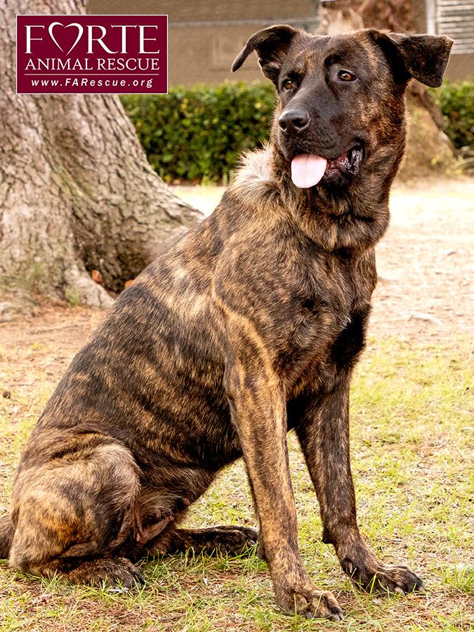 Donna, a Adoptable mixed breed in Marina Del Rey, CA image 2/6