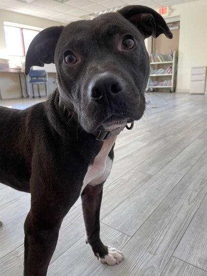 Enlarge Grandson, a Adoptable mixed breed in South Bend, IN image 2/2