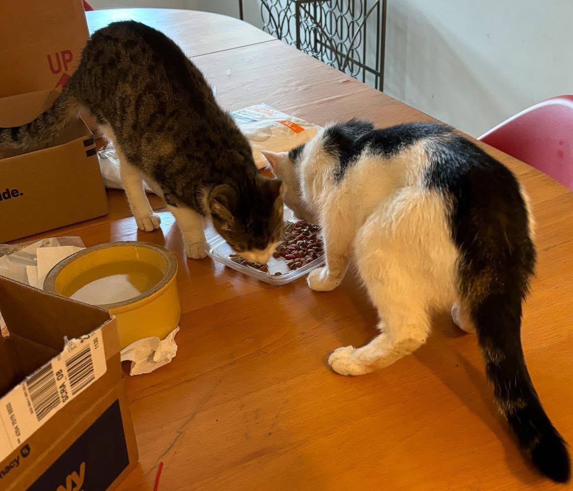 Esme & Mousy, Adoptable, Adult Female Domestic Short Hair.