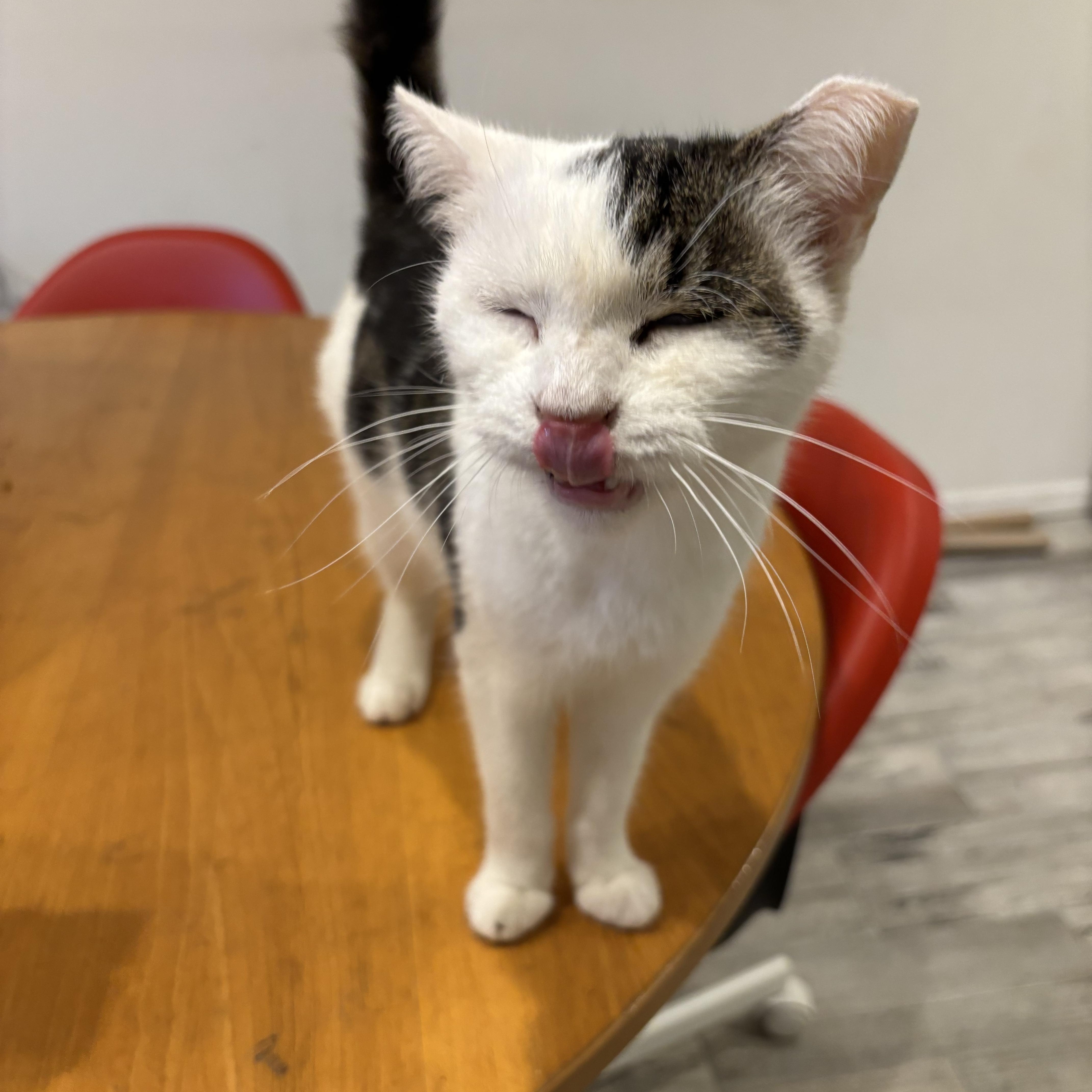 Esme & Mousy, a Adoptable Domestic Short Hair in Pompton Lakes, NJ image 6/6