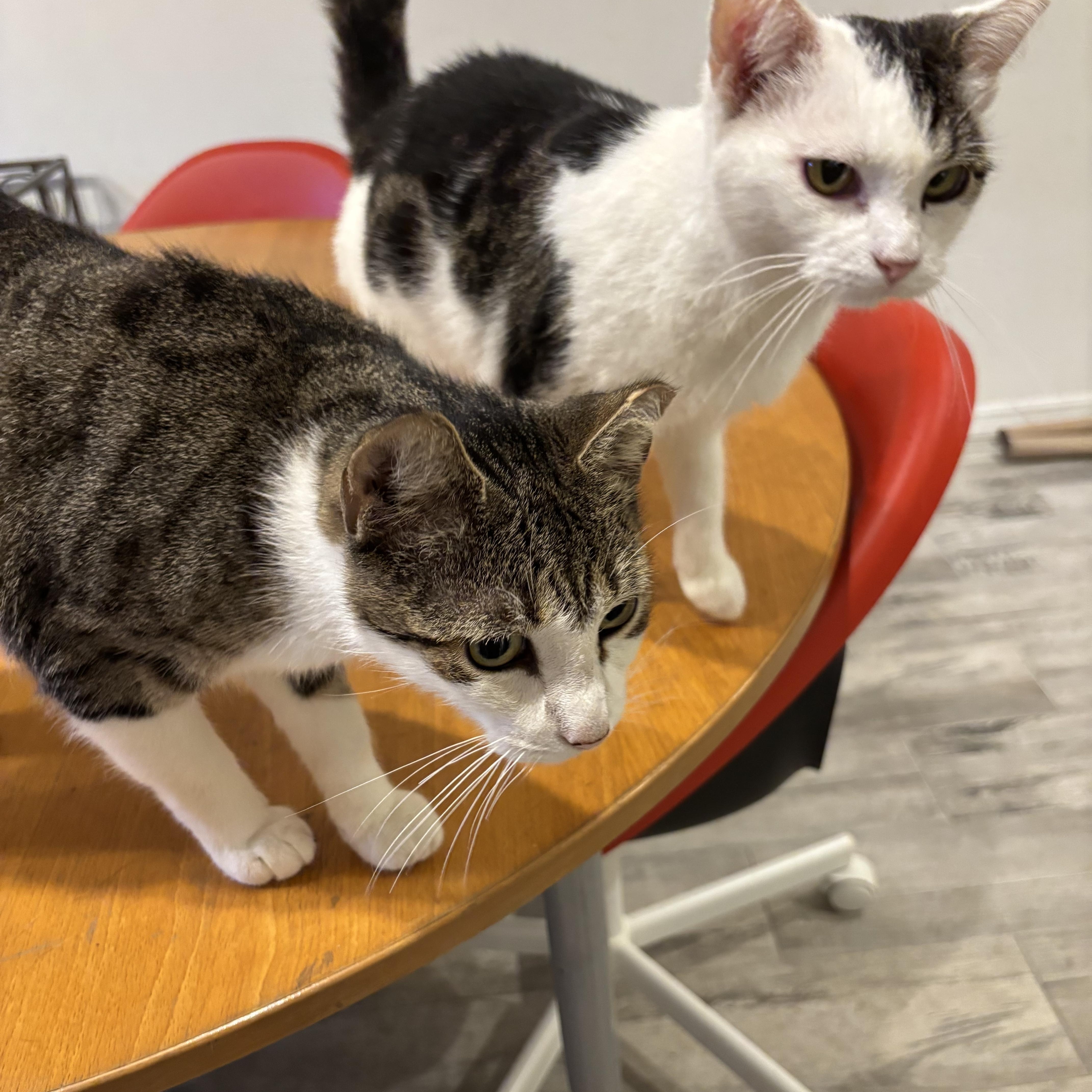 Esme & Mousy, a Adoptable Domestic Short Hair in Pompton Lakes, NJ image 1/6