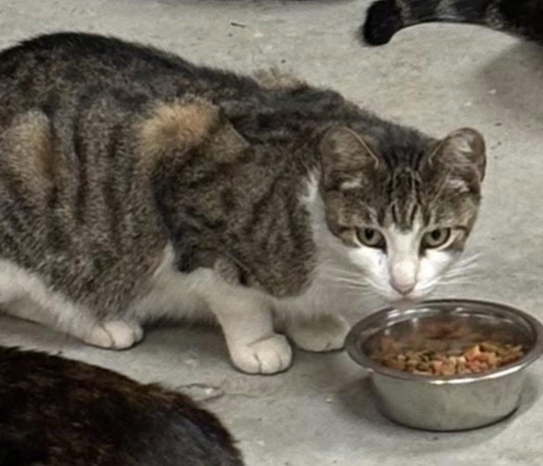 Esme & Mousy, a Adoptable Domestic Short Hair in Pompton Lakes, NJ image 3/6