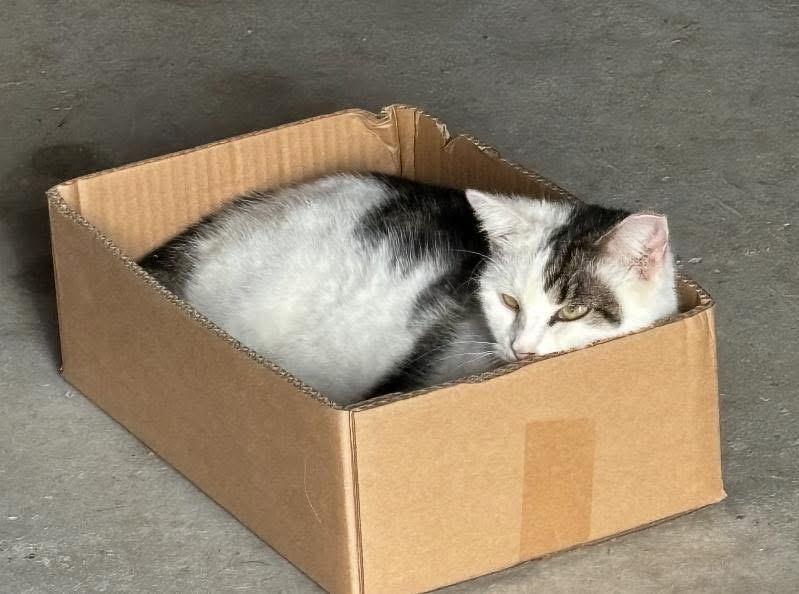 Esme & Mousy, a Adoptable Domestic Short Hair in Pompton Lakes, NJ image 4/6