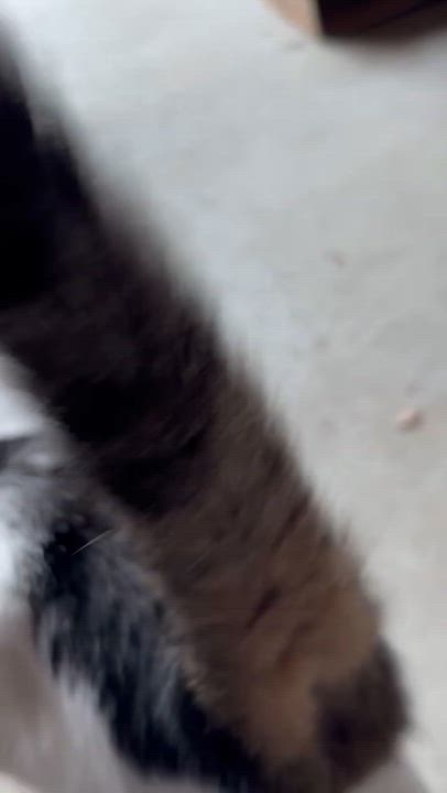 Enlarge Esme & Mousy, a Adoptable Domestic Short Hair in Pompton Lakes, NJ video 5/6