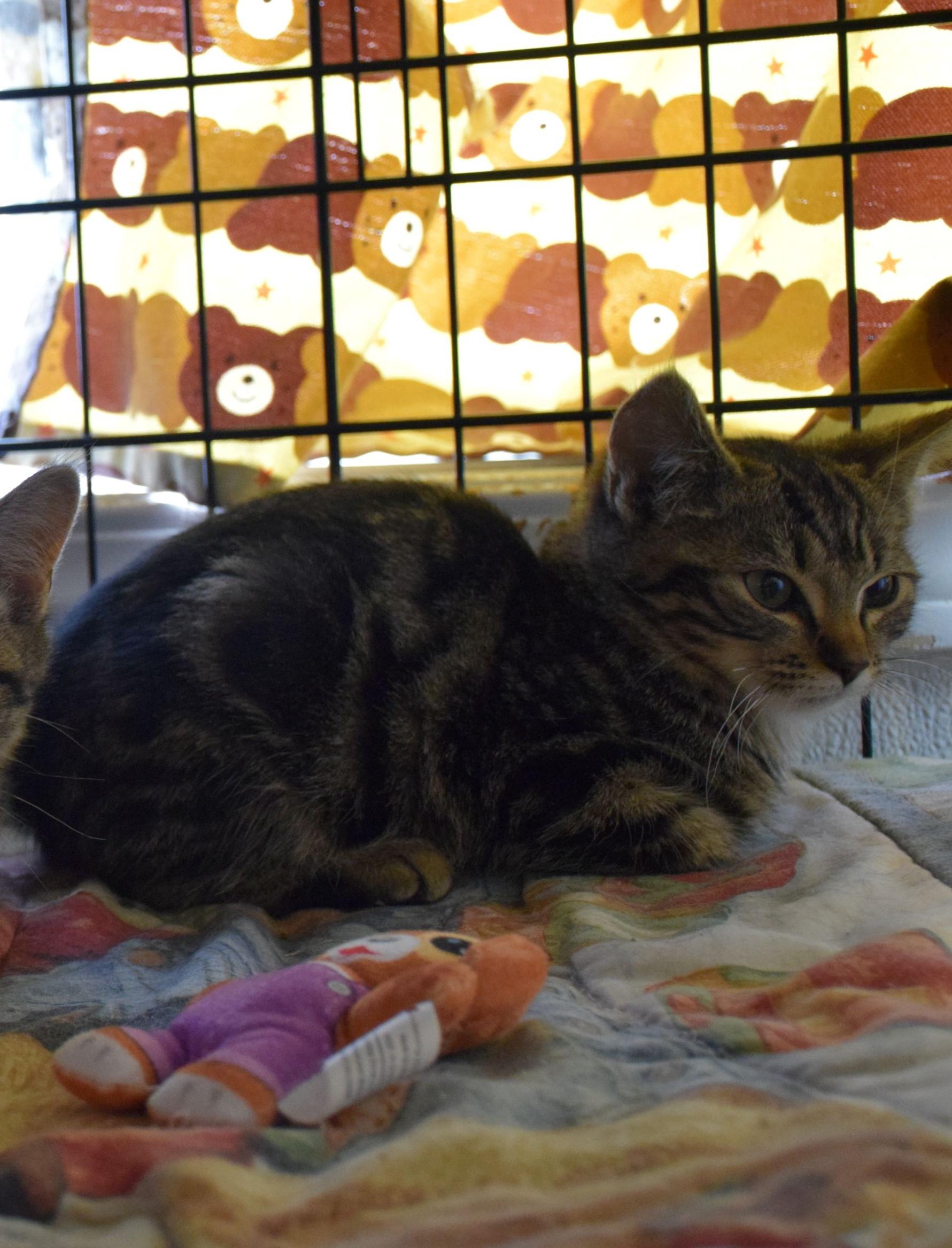 Bengal, Adoptable, Young Male Tabby.